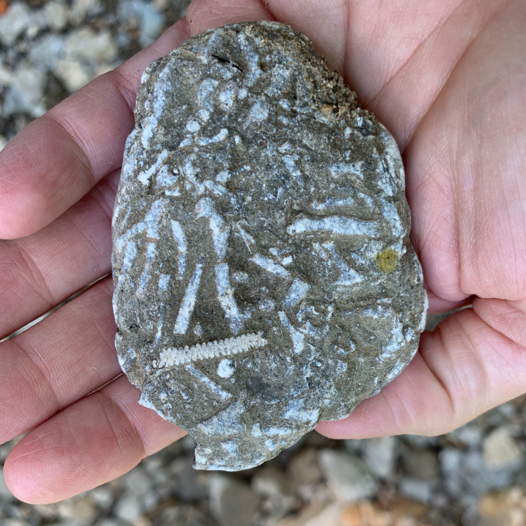 A child holds a A rock with the traces of ancient marine life fossilized within it